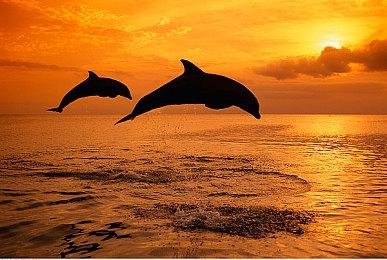 《女神异闻录５ 战略版》新预告片介绍坂本龙司