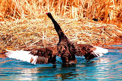 走出国门！ 《王者荣耀：世界》确认参加2025科隆游戏展